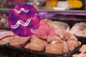 EUROPEAN STUDY WARNS OF ANTIBIOTIC-RESISTANT BACTERIA IN CHICKEN MEAT
