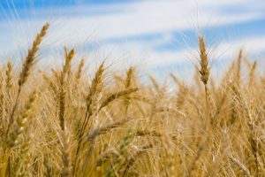 celiac-disease-diagnosis