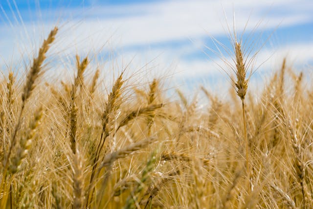 celiac-disease-diagnosis